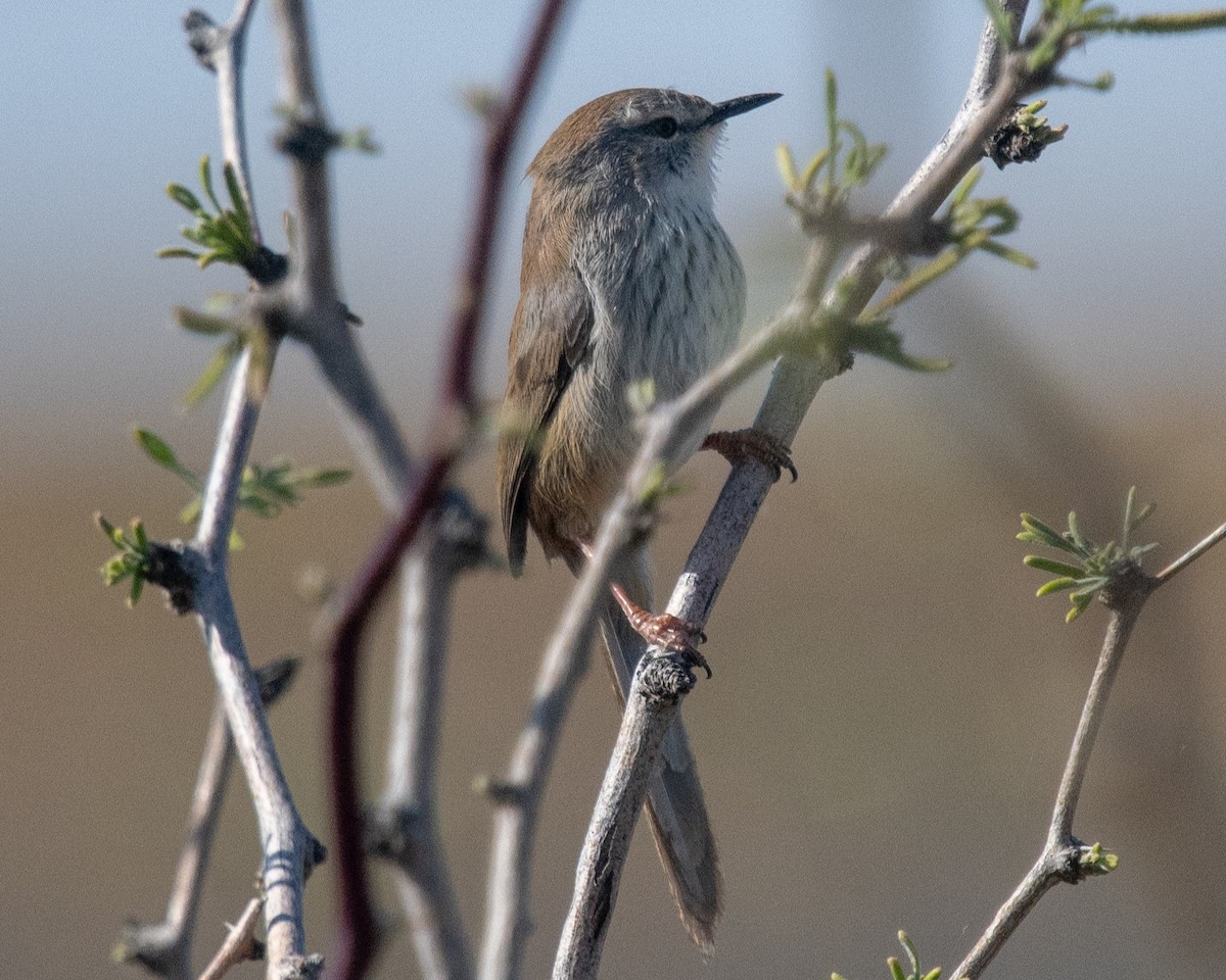 Namaqua Warbler - ML649041499