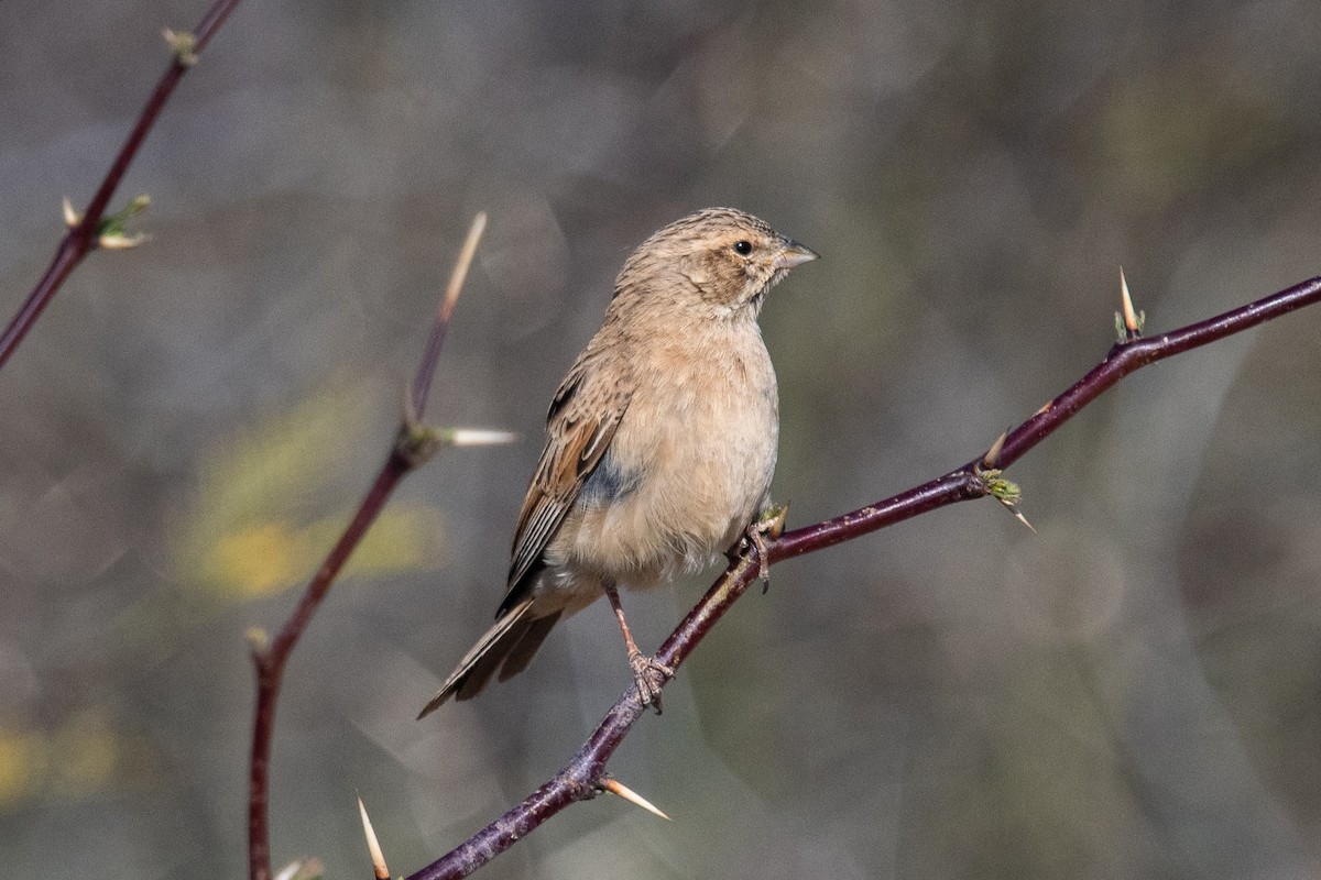 Lark-like Bunting - ML649041503