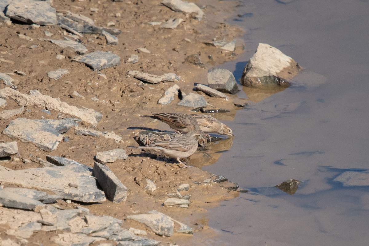 Lark-like Bunting - ML649041506