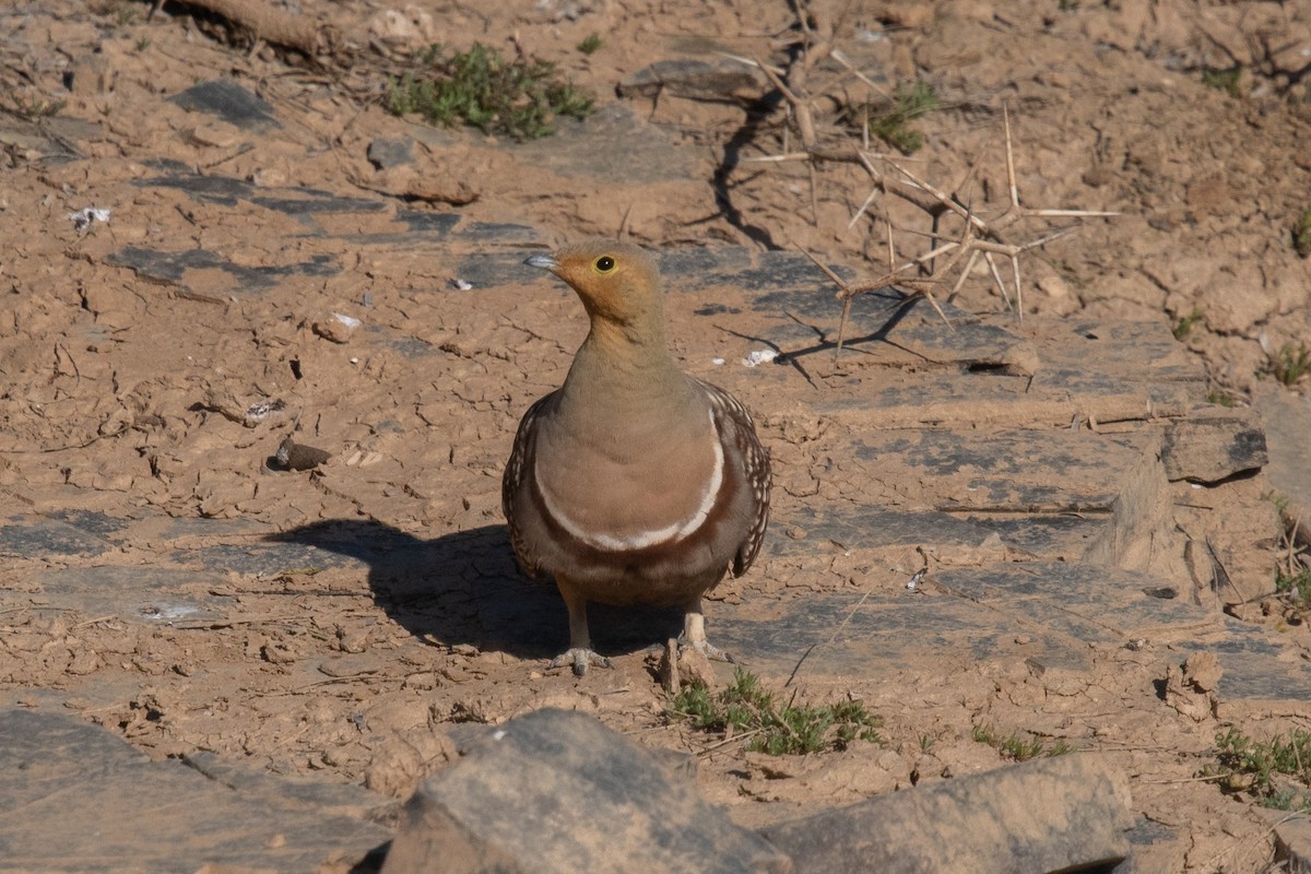 Namaqua Sandgrouse - ML649041518