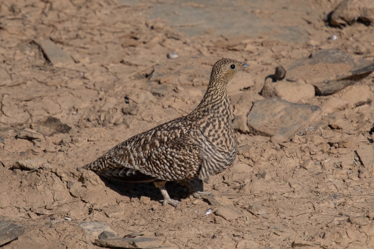 Namaqua Sandgrouse - ML649041522