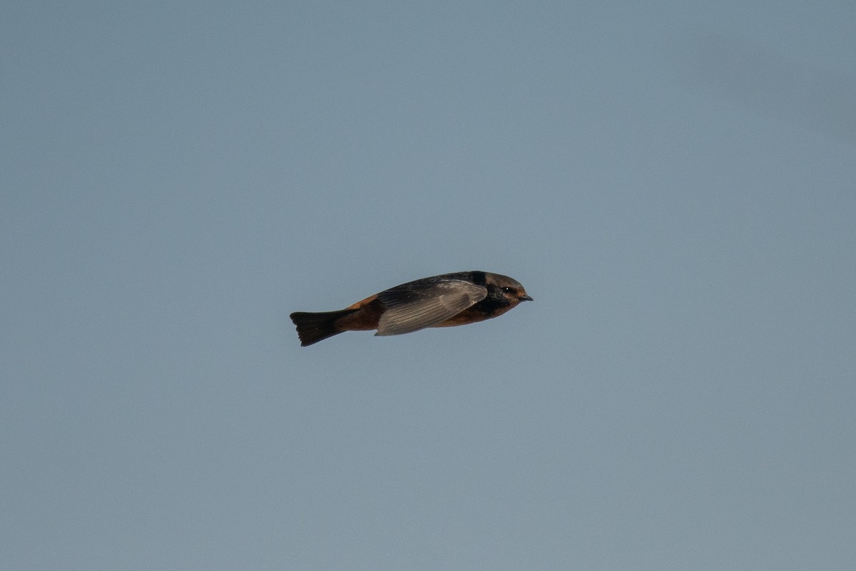 South African Swallow - ML649041552