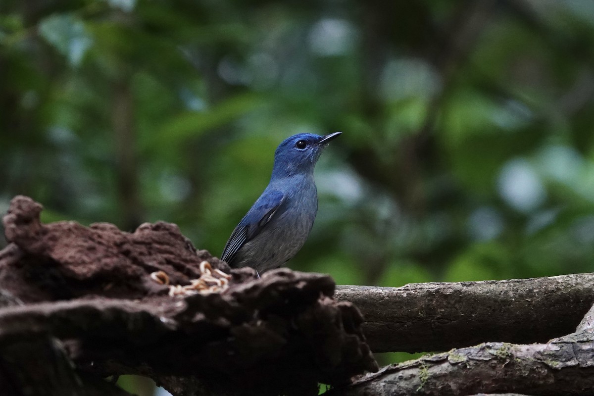 Gobemouche bleuâtre - ML649041680