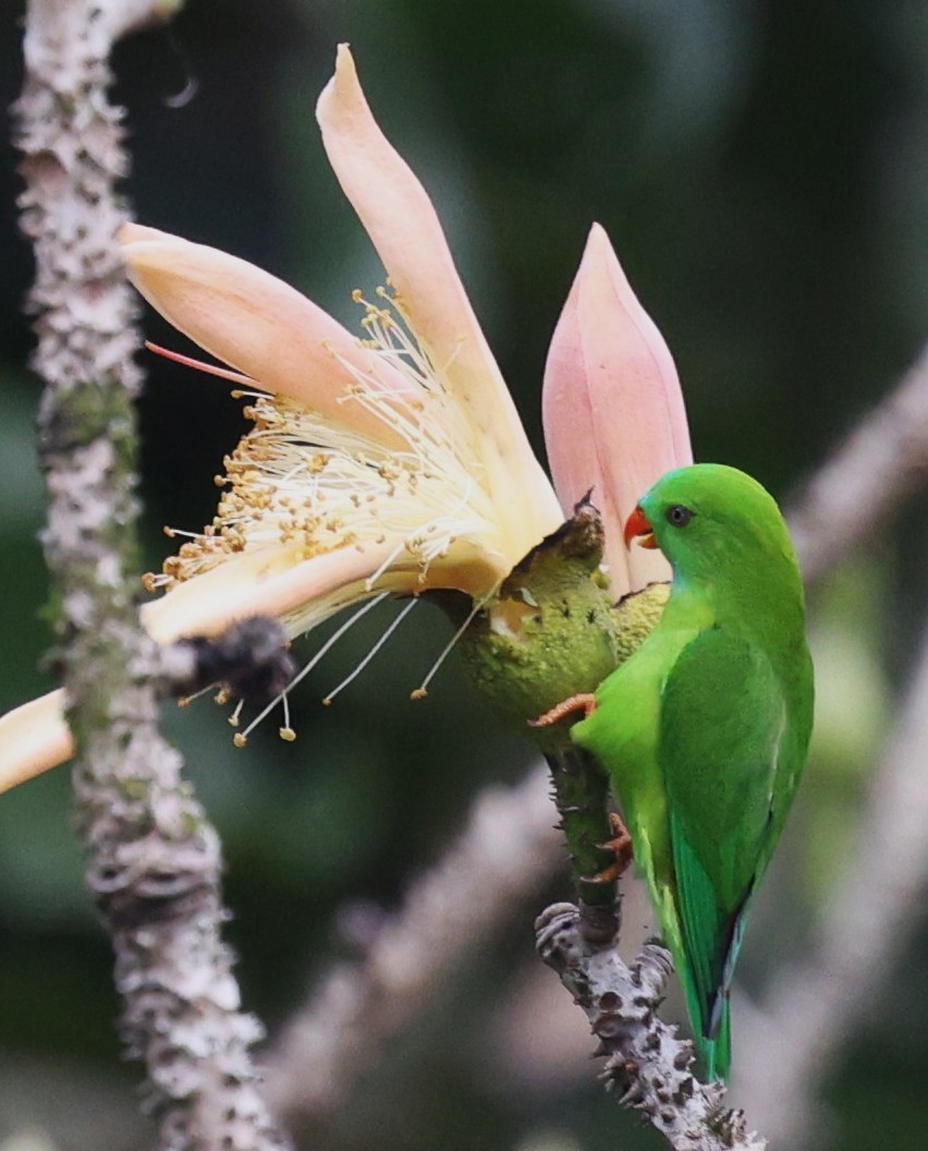 Coryllis vernal - ML649041683