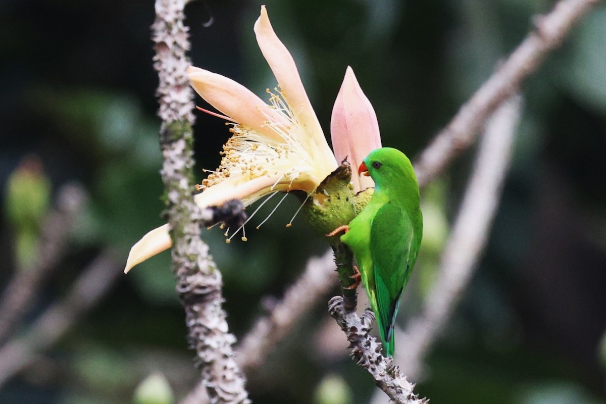 Coryllis vernal - ML649041684