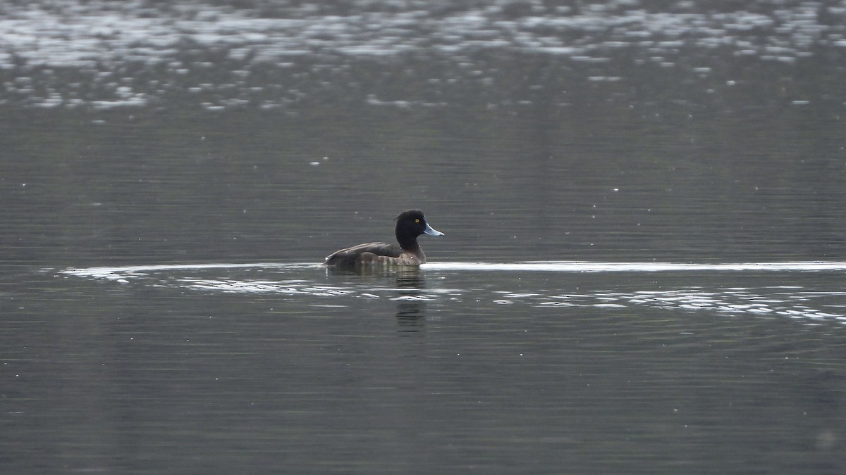 Fuligule morillon - ML649041687