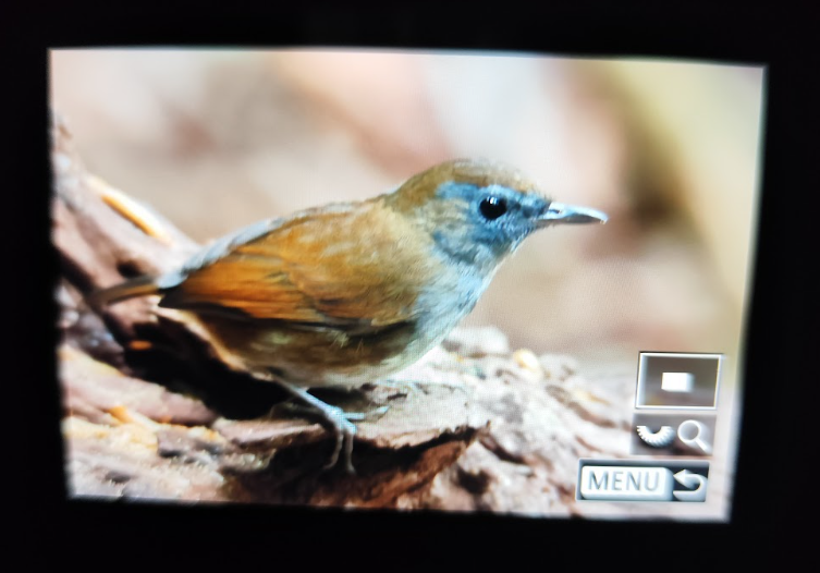 Petite Brachyptère - ML649041691