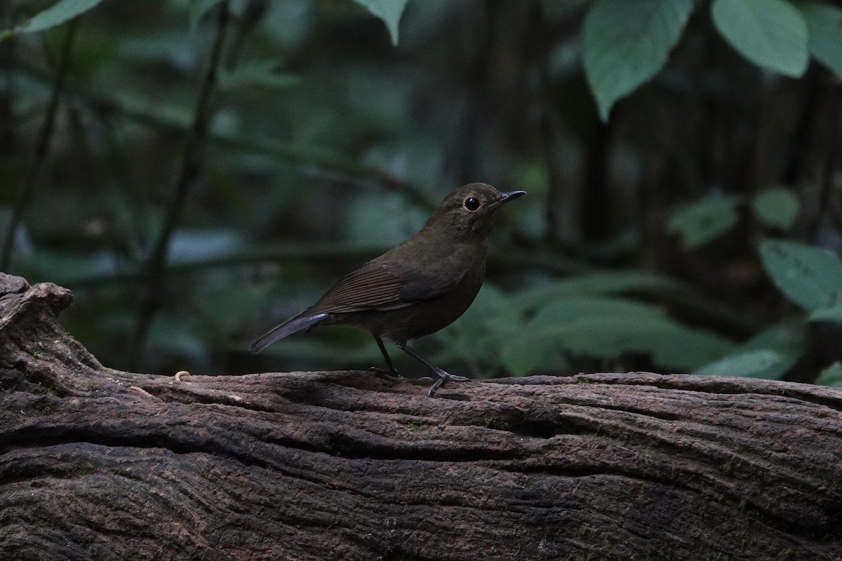 Myiomèle à queue blanche - ML649041692