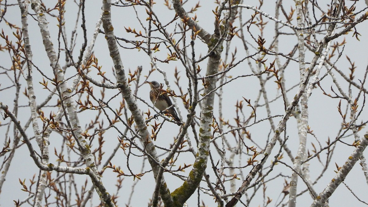 Grive litorne - ML649041693