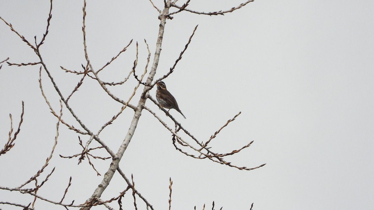 Grive mauvis - ML649041695