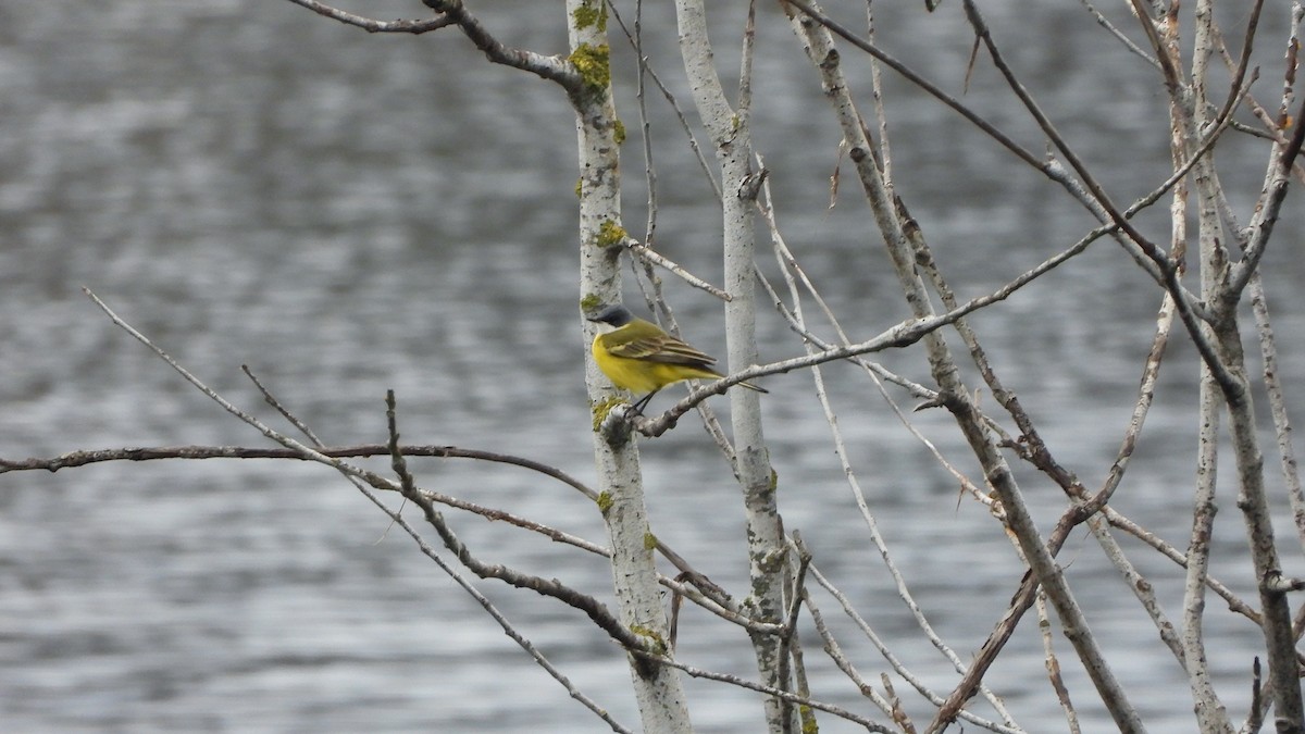 Bergeronnette printanière - ML649041698