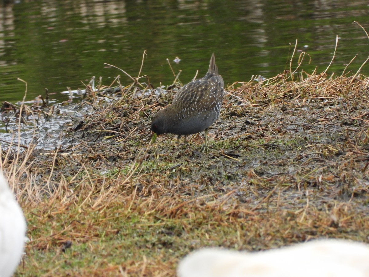 Marouette d'Australie - ML649041700