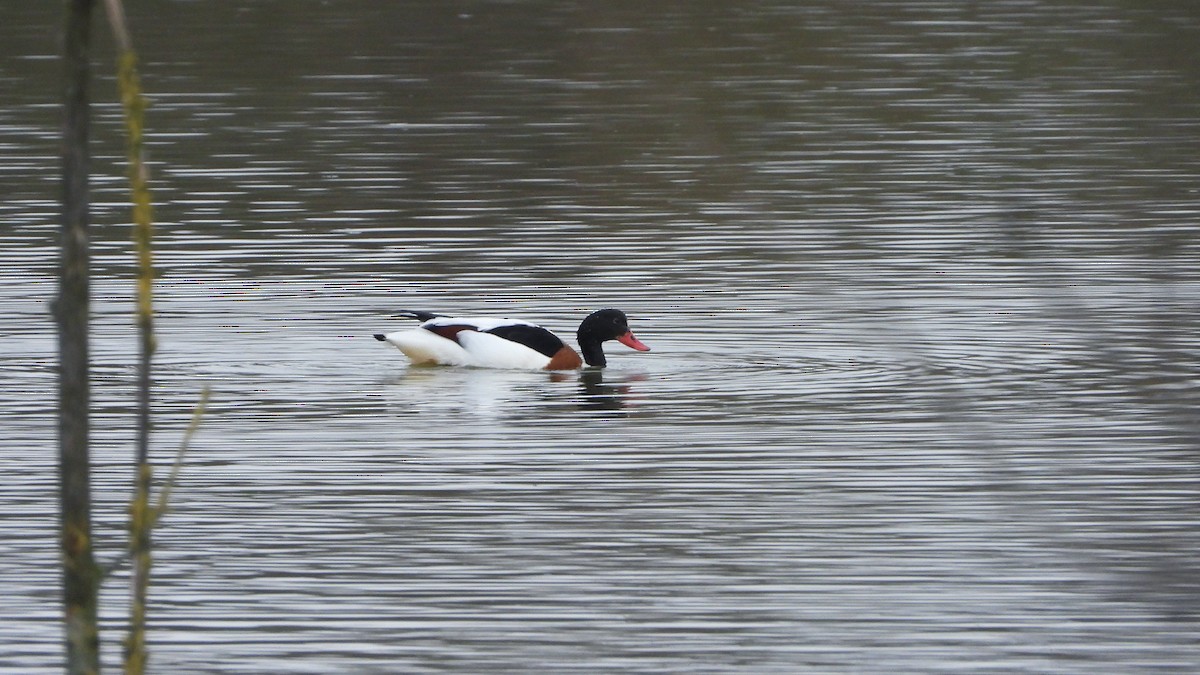 Tadorne de Belon - ML649041702