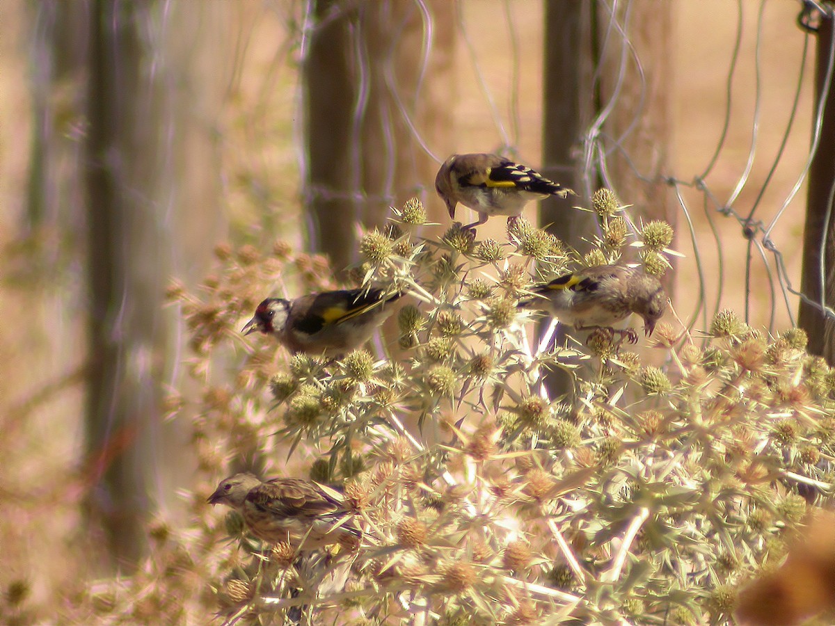 Chardonneret élégant - ML649041705