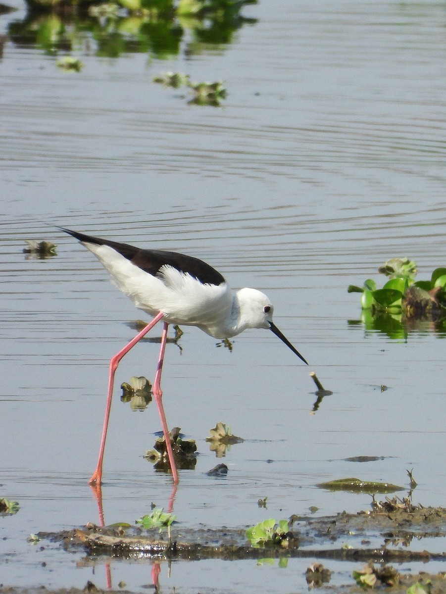 Échasse blanche - ML649041711