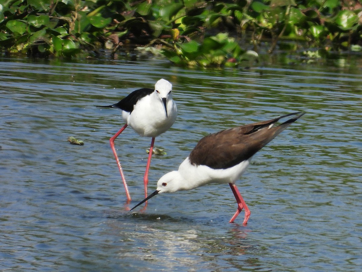 Échasse blanche - ML649041712