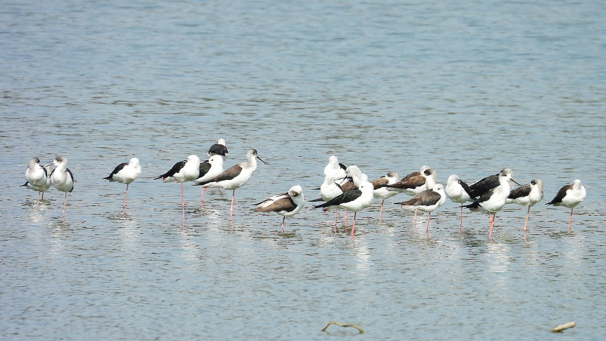 Échasse blanche - ML649041713