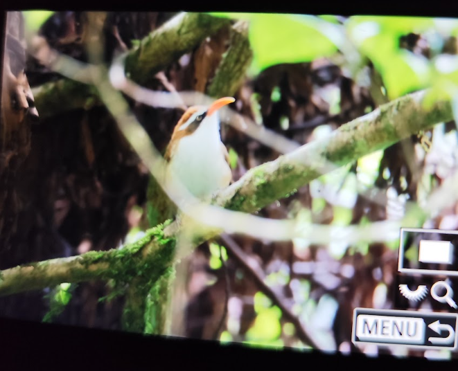 Pomatorhin à bec rouge - ML649041714