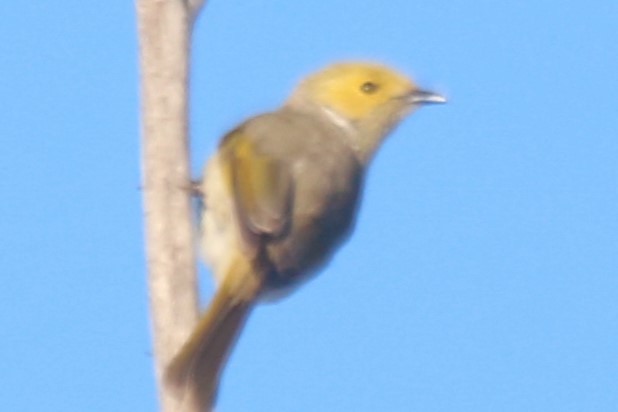 Méliphage serti - ML649041715