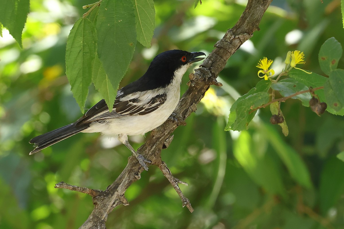 Black-backed Puffback - ML649041725