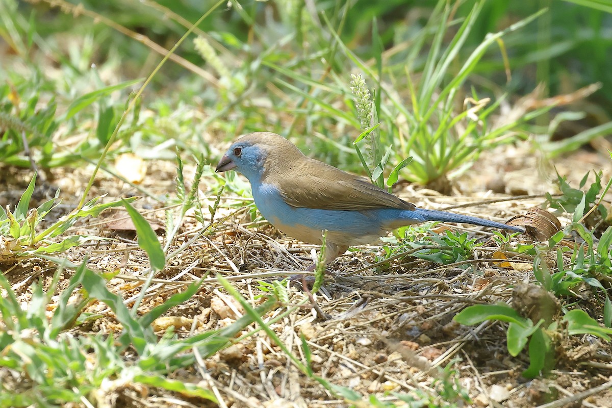 Southern Cordonbleu - ML649041798