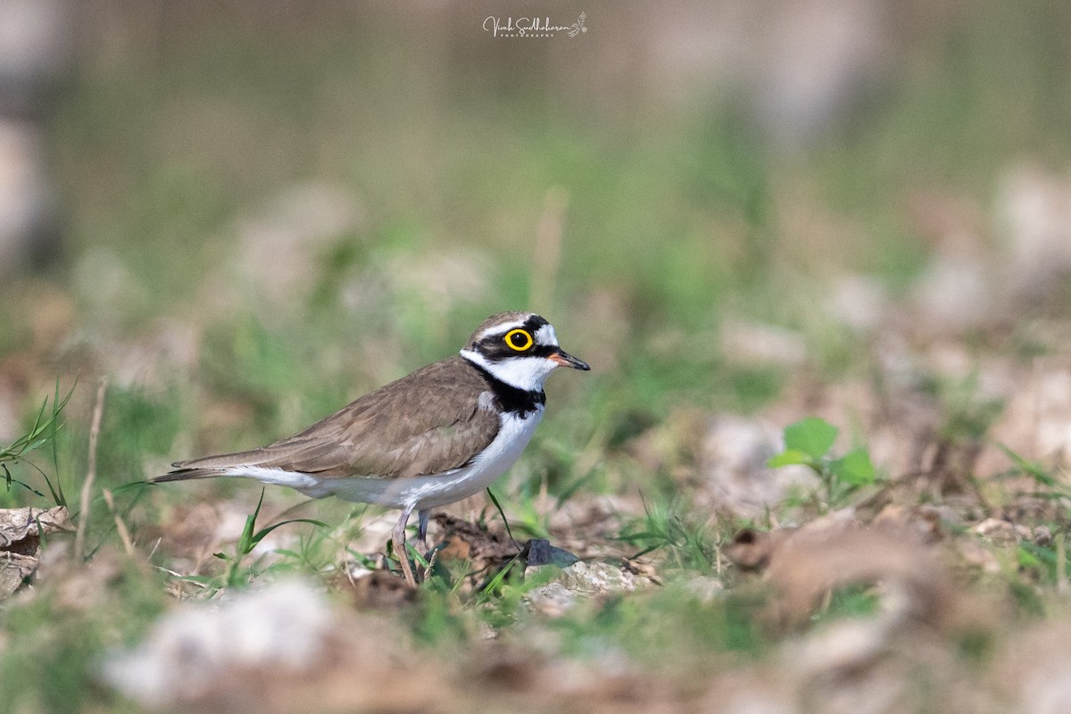 Малый зуёк - ML649041816