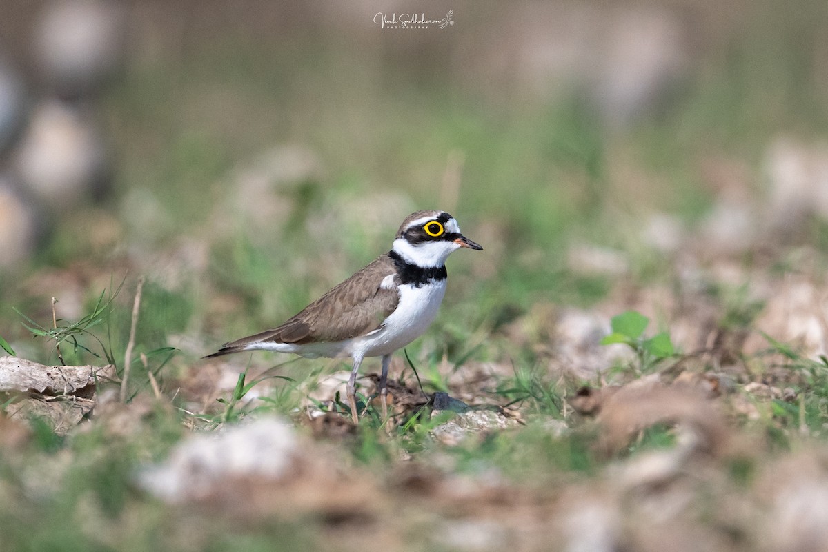 Малый зуёк - ML649041817