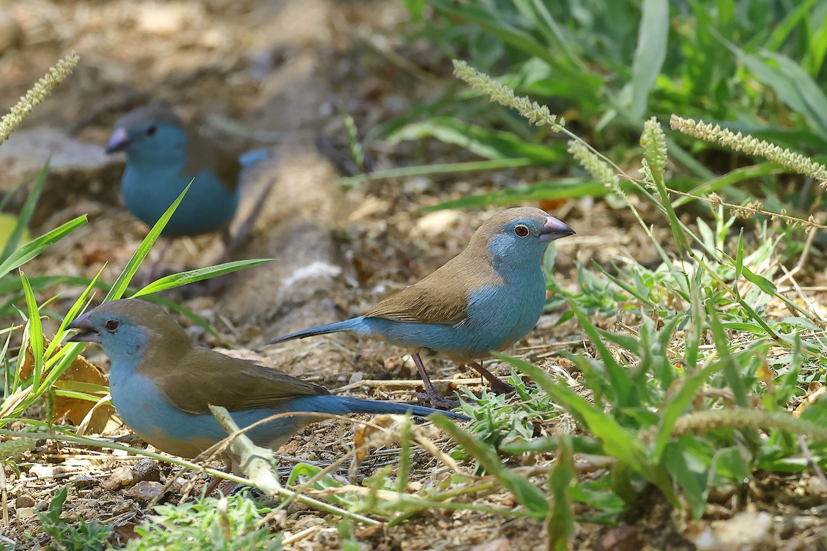 Southern Cordonbleu - ML649041836