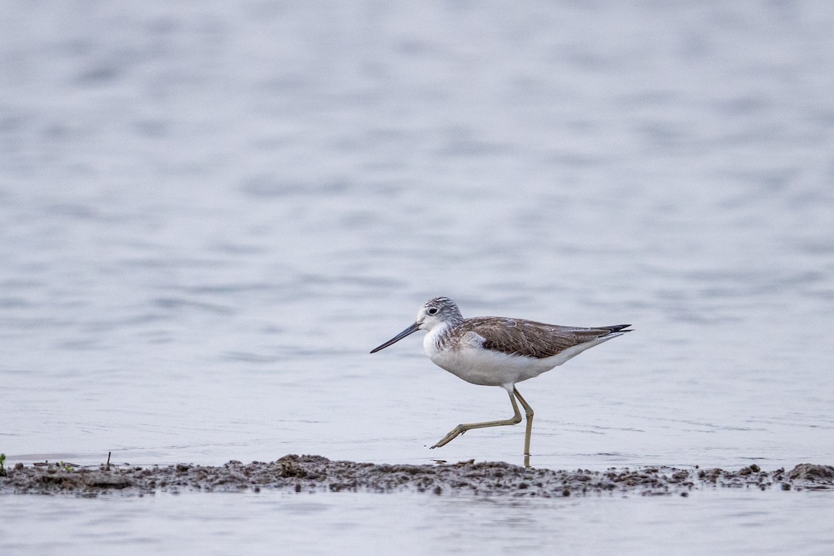 Большой улит - ML649041837