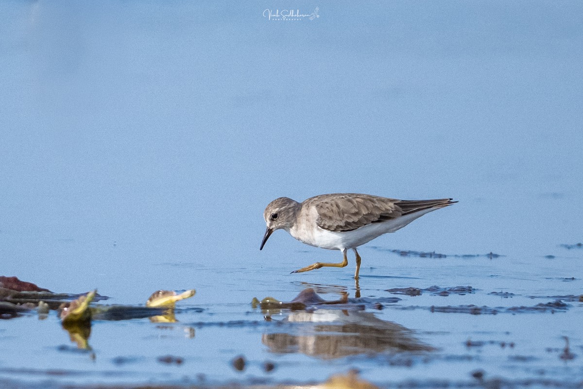 Белохвостый песочник - ML649041850