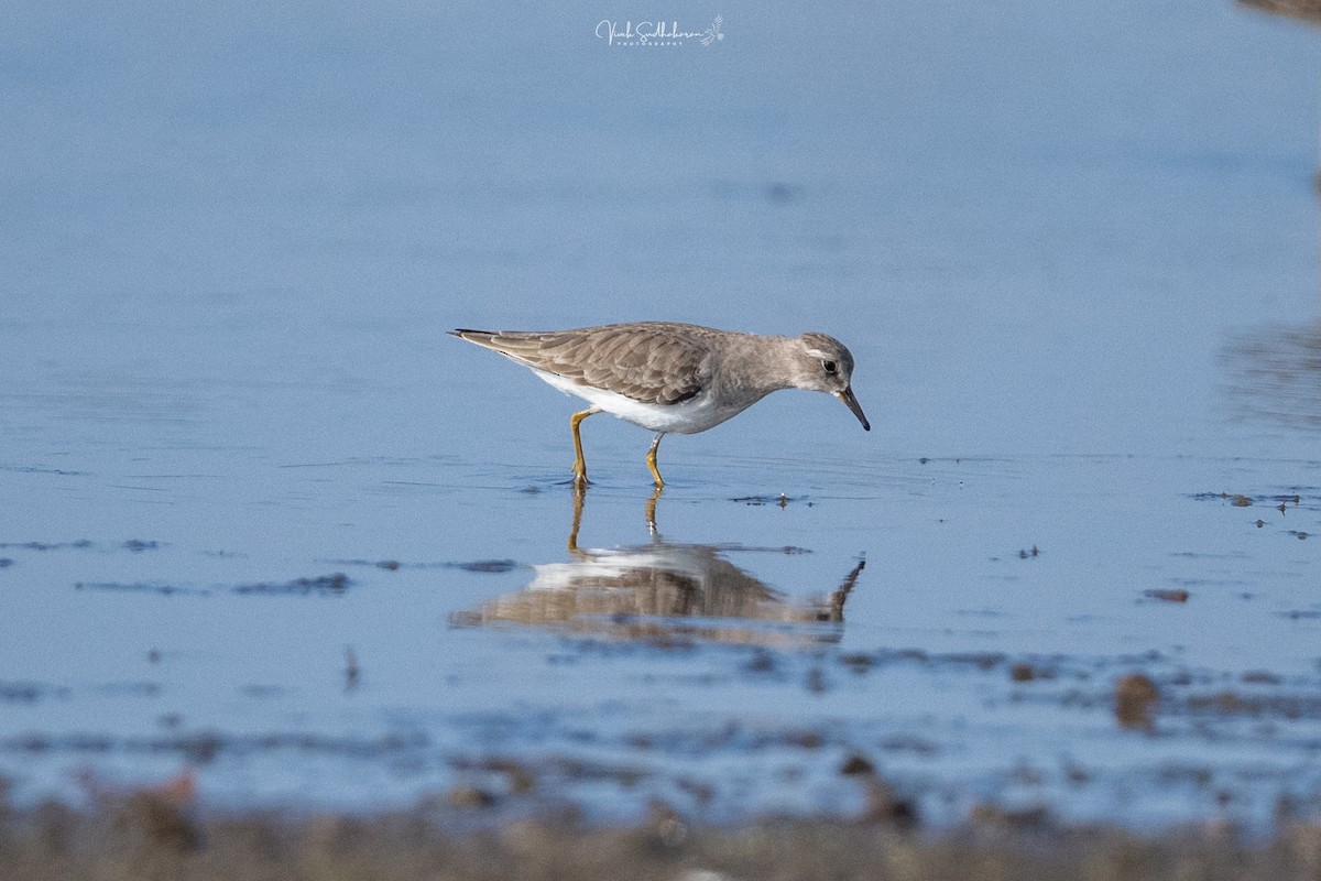 Белохвостый песочник - ML649041851