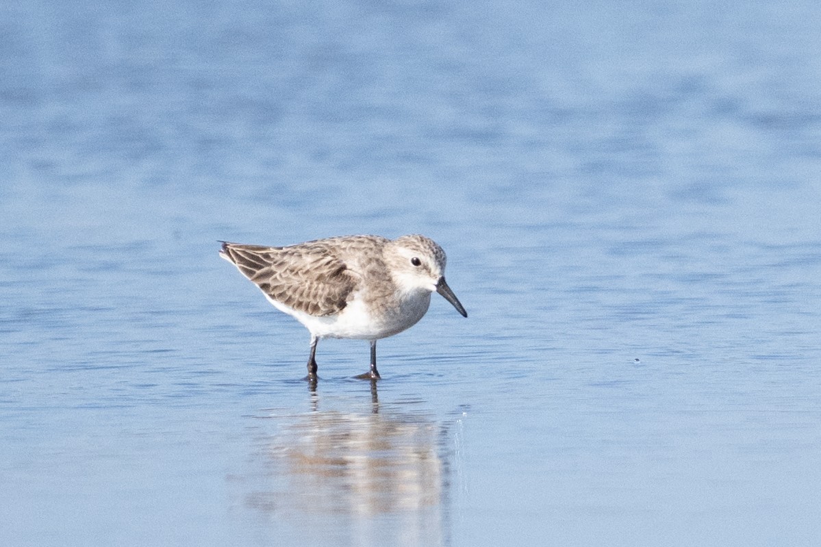 Кулик-воробей - ML649041870