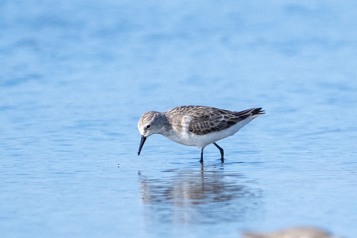 Кулик-воробей - ML649041872