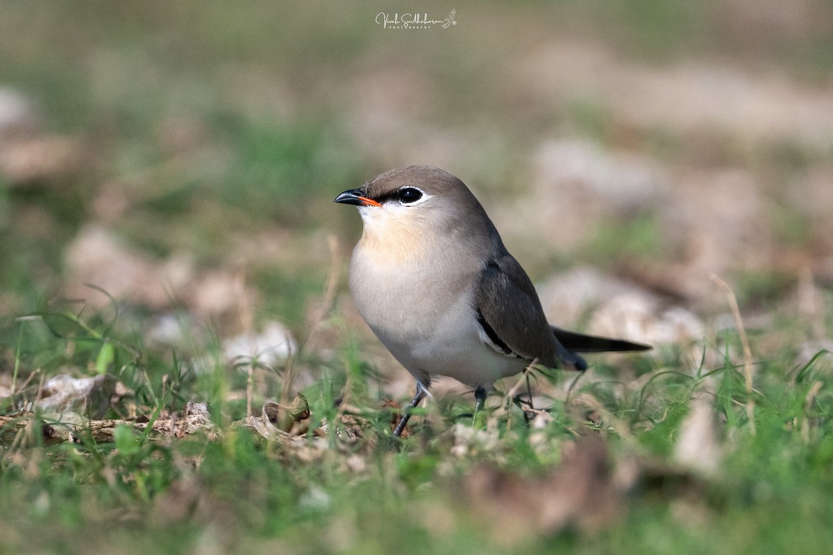 Малая тиркушка - ML649041875