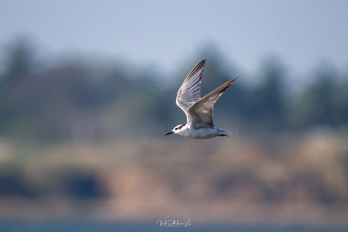 Белощёкая крачка - ML649041878