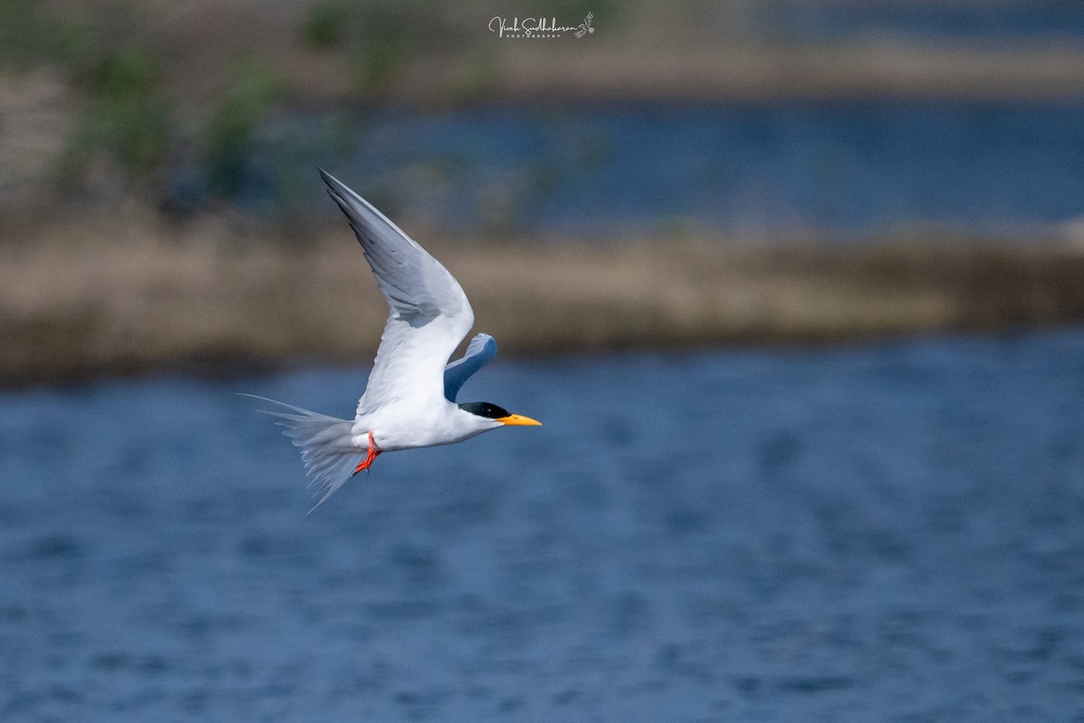 Индийская крачка - ML649041892