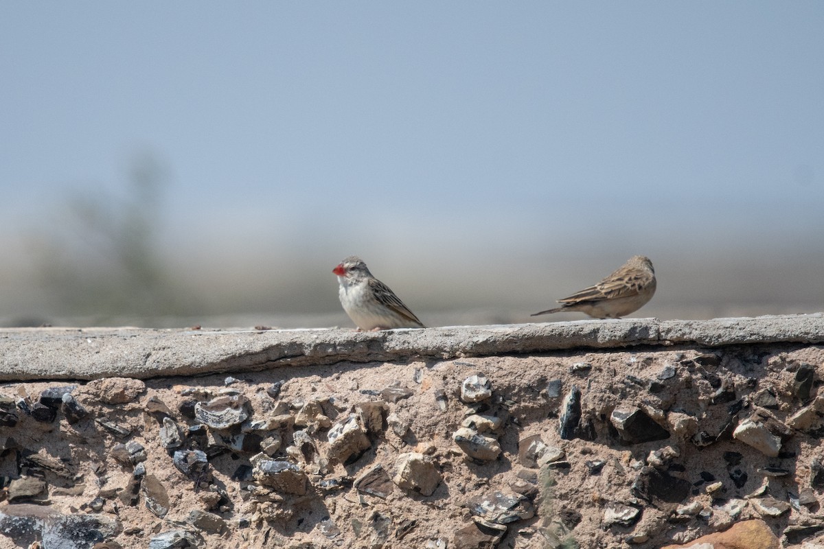 Red-billed Quelea - ML649041893