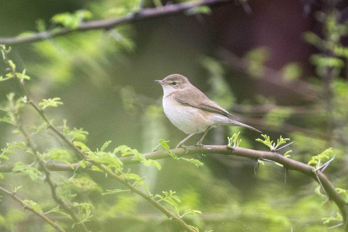 Северная бормотушка - ML649041898