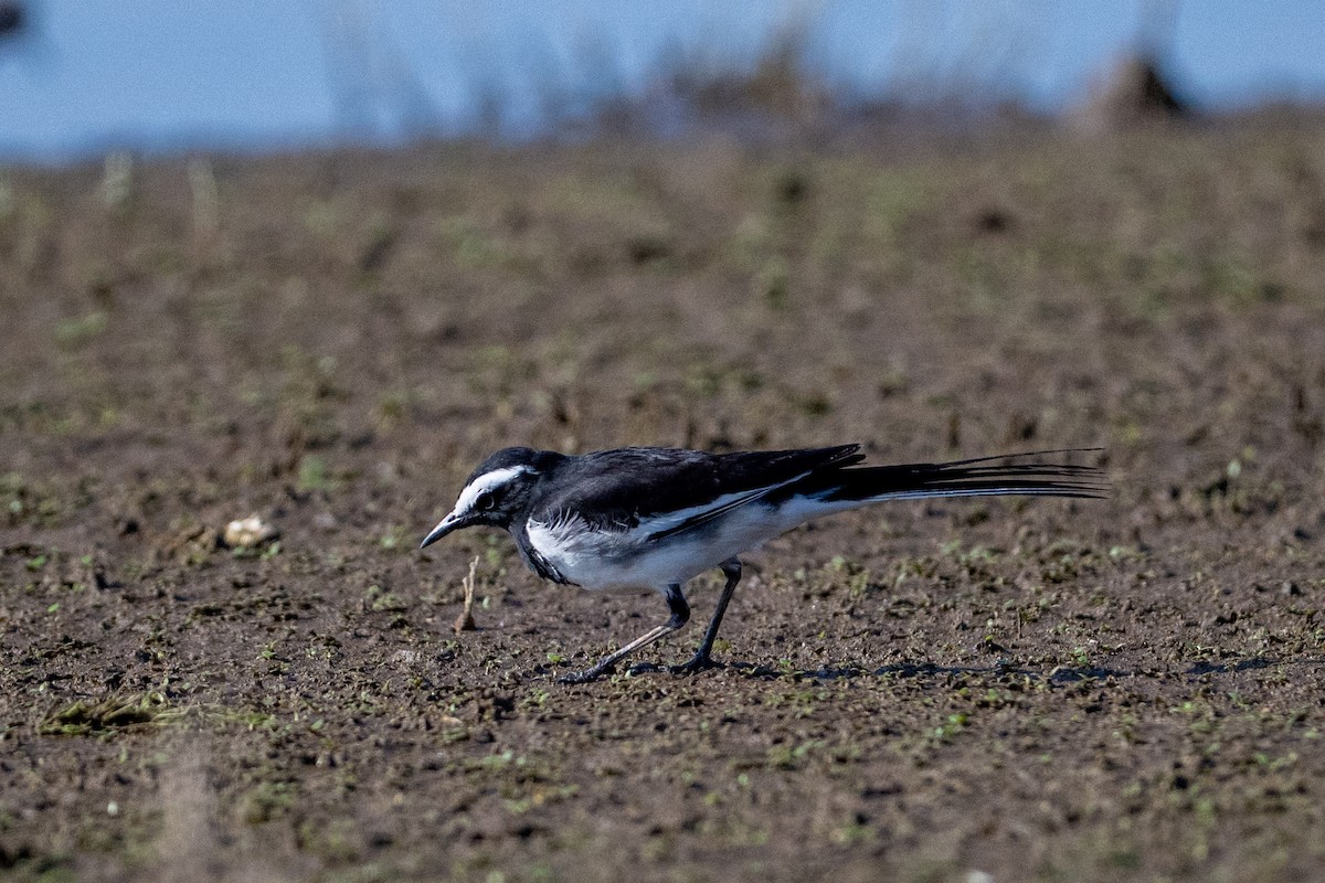 Белобровая трясогузка - ML649041906