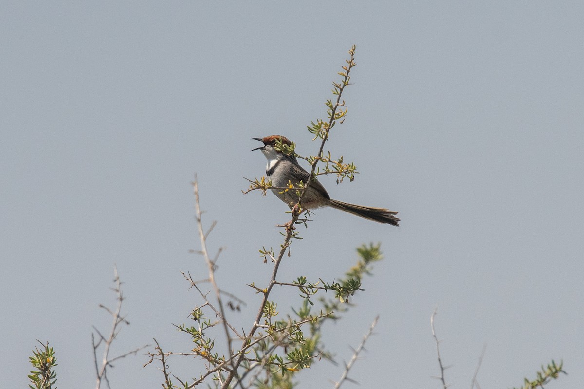 Rufous-eared Warbler - ML649041908