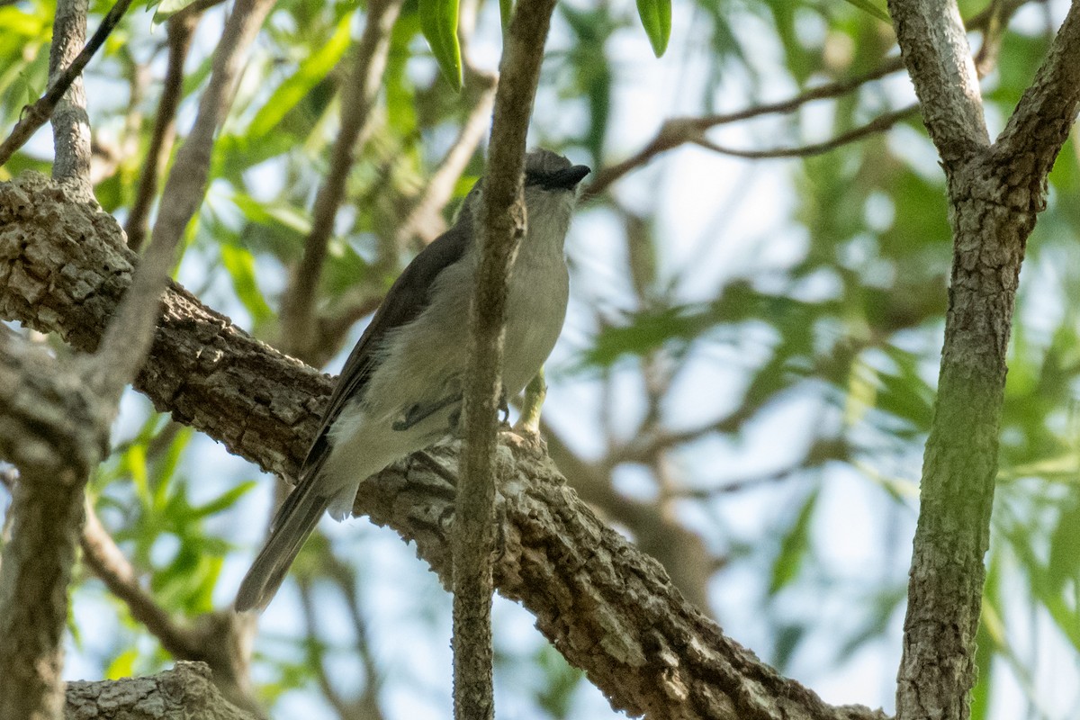 Gray Whistler - ML64904281