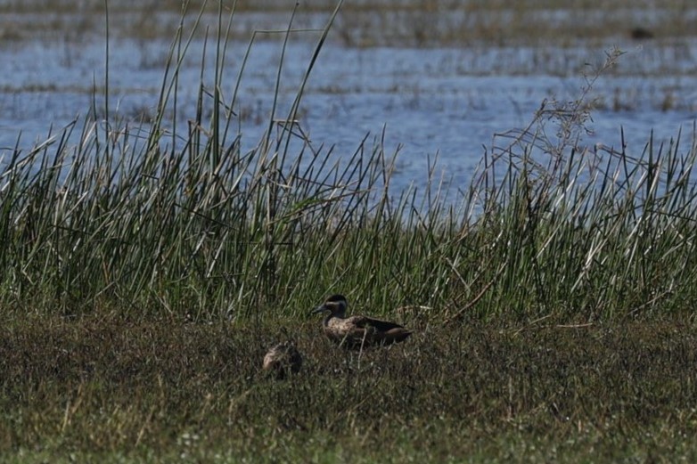 Sarcelle à bec bleu - ML649042823