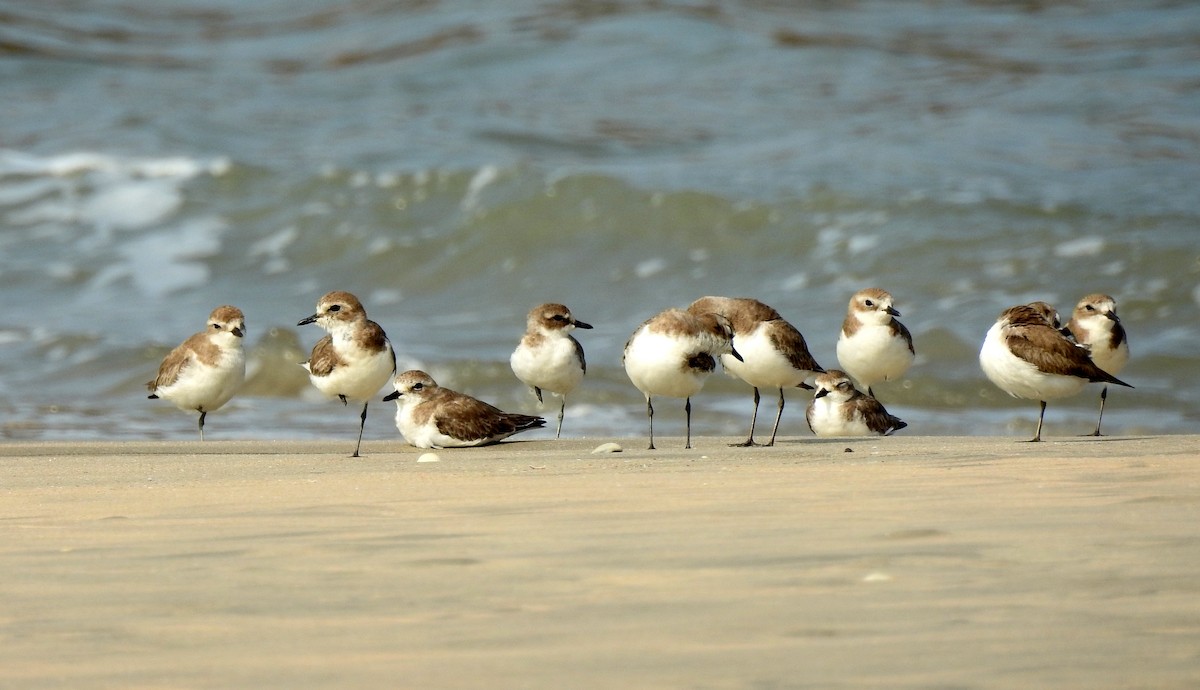 Tibet Cılıbıtı - ML649043497