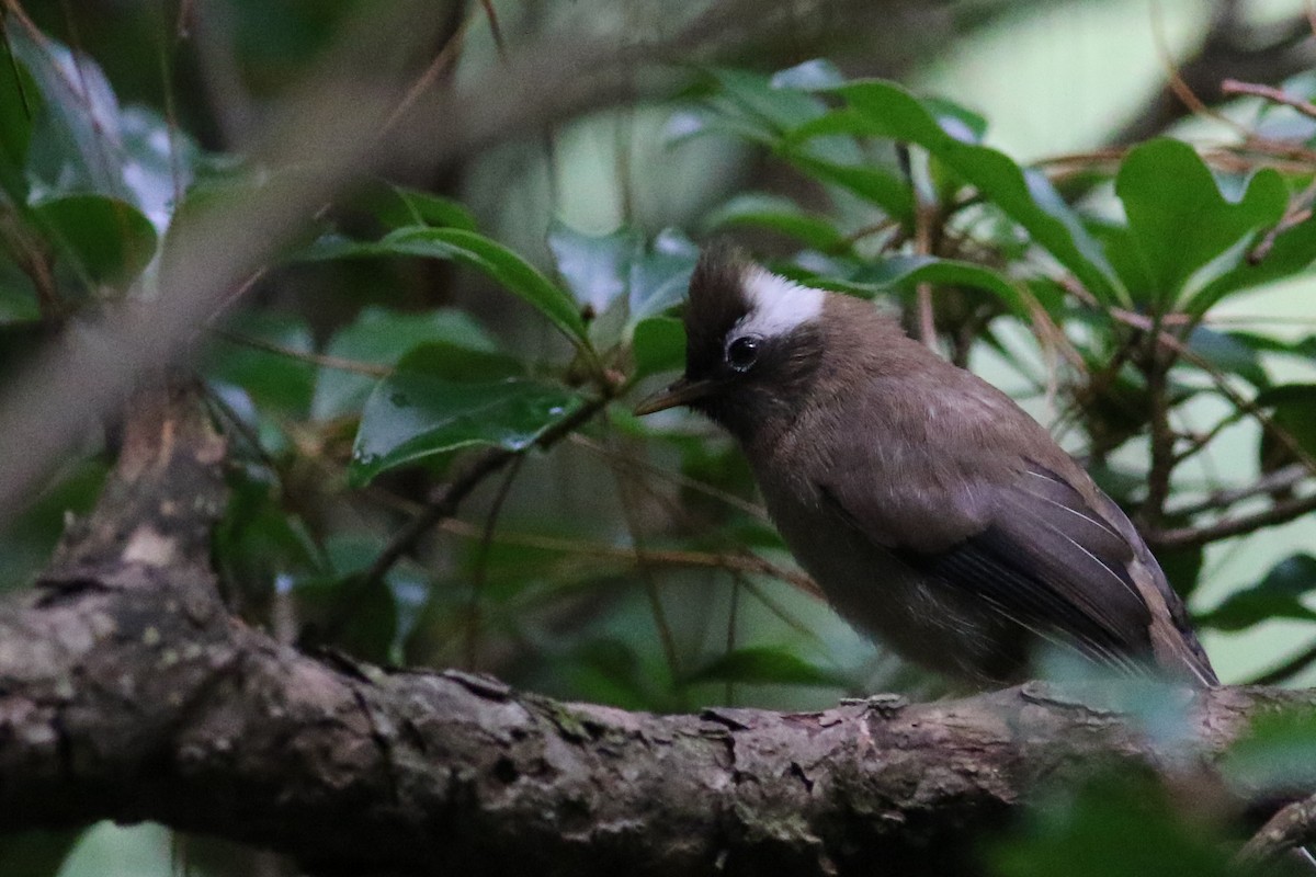 White-collared Yuhina - Yefan Zhi