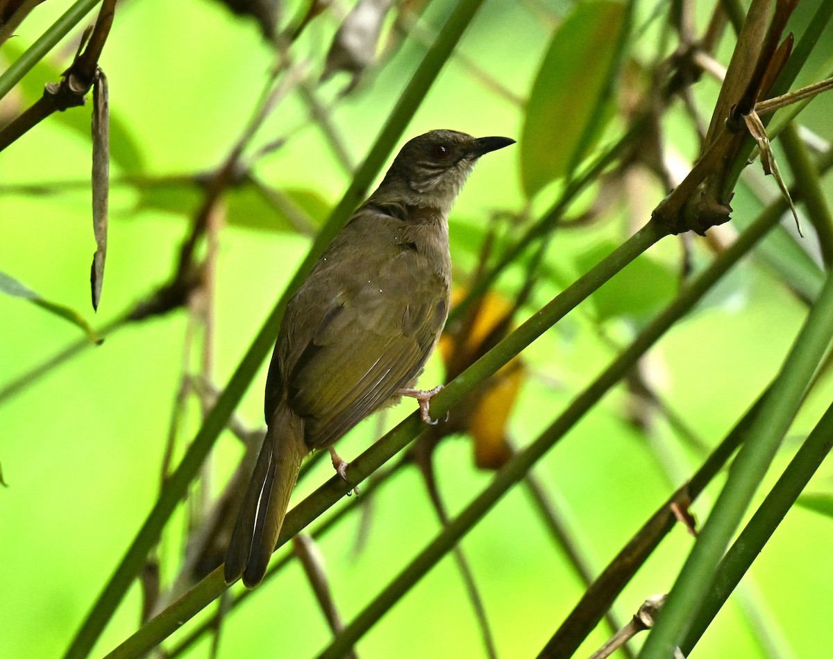 Bulbul à ailes olive - ML649044309
