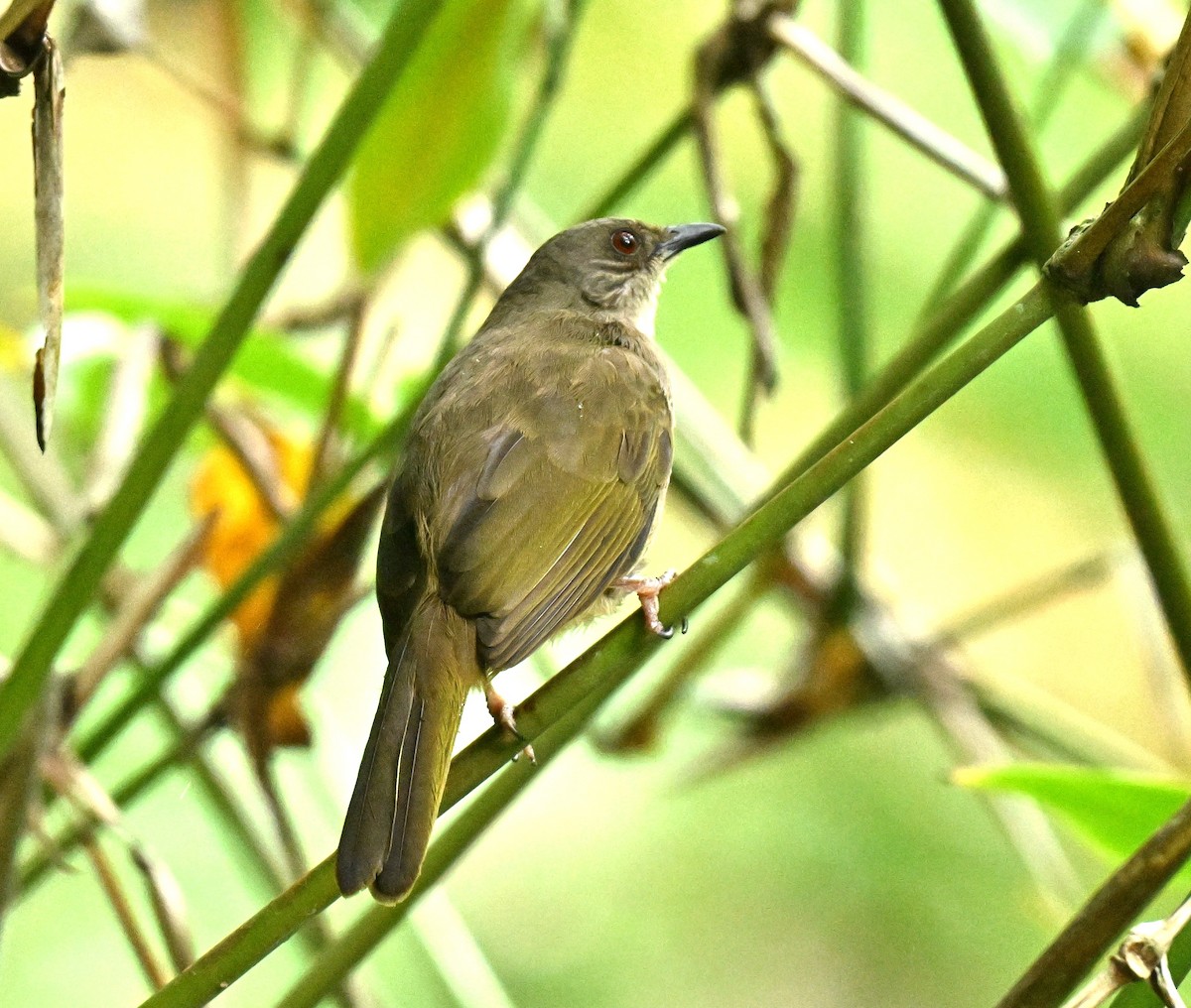 Bulbul à ailes olive - ML649044310