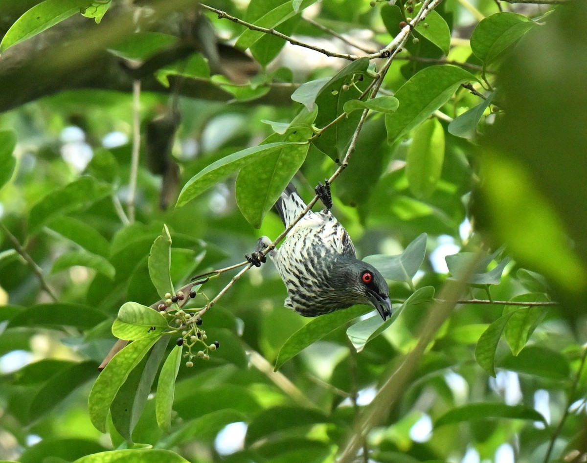 Stourne bronzé - ML649044317
