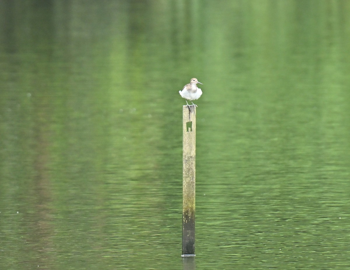 Chevalier guignette - ML649044370