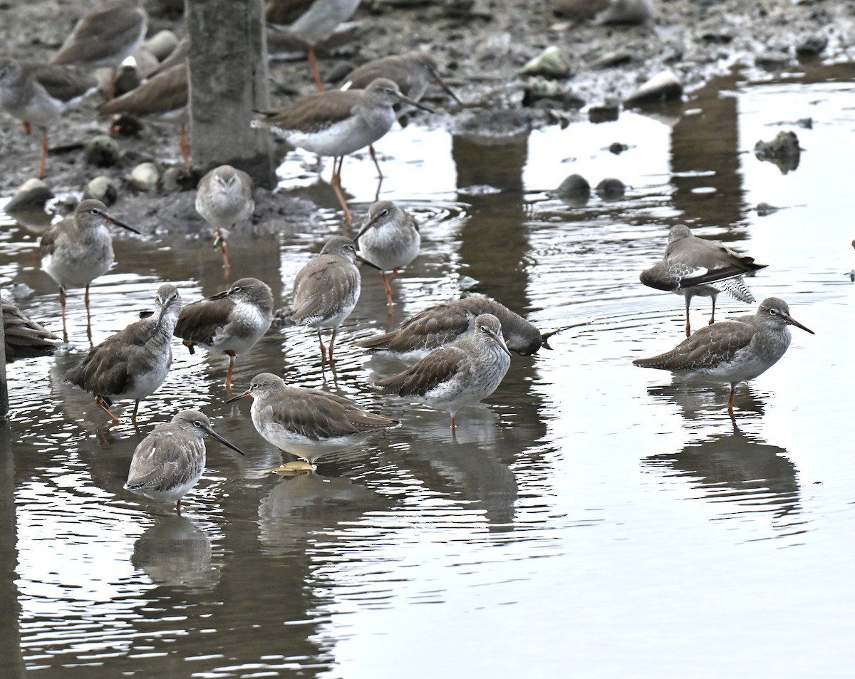 Chevalier gambette - ML649044378