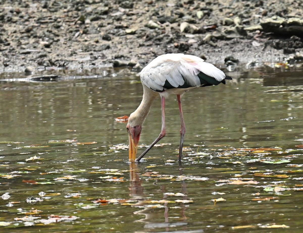 Tantale blanc - ML649044399